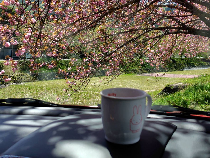 double cherry blossoms2026-2.jpg